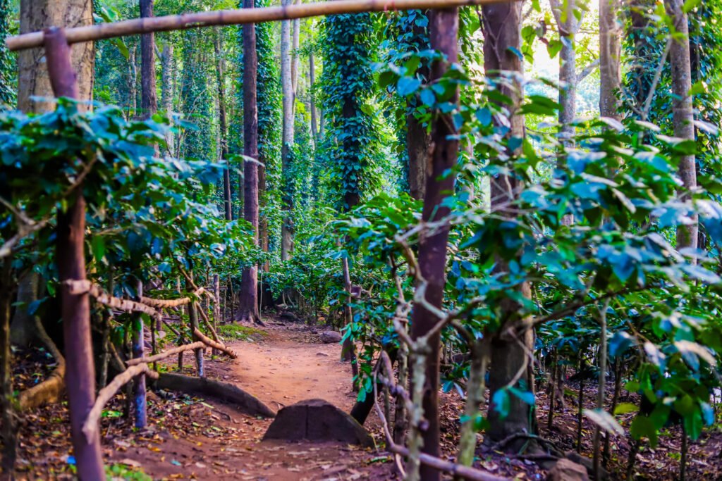 Araku Coffee Plantation Starting