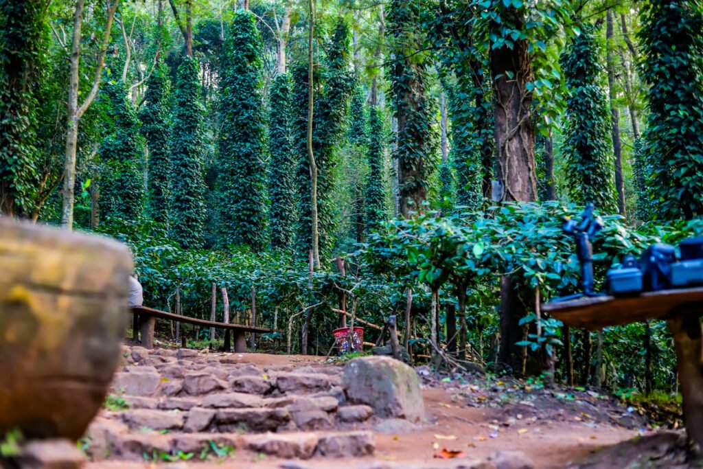 Araku Coffee Plantation View