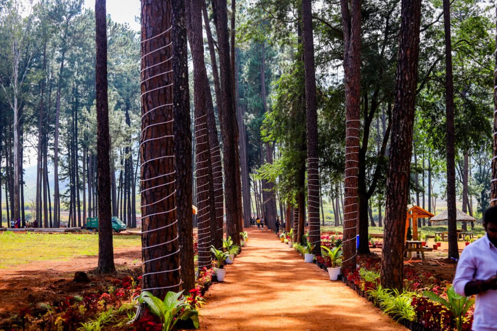 Araku Pinery