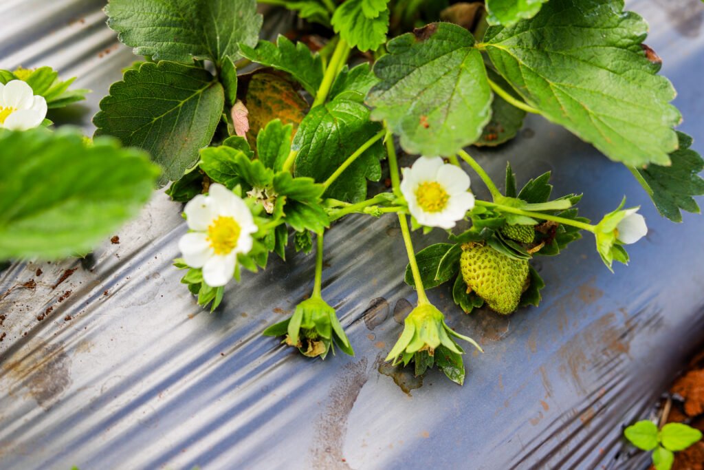 Green Strawberry Plantation