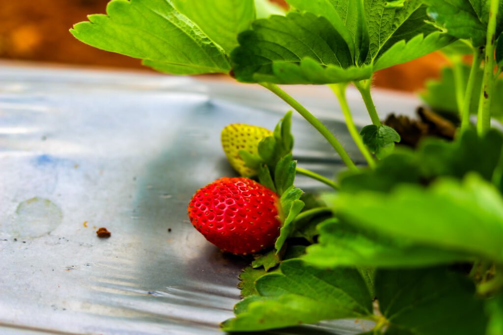 Lambasingi Strawberry