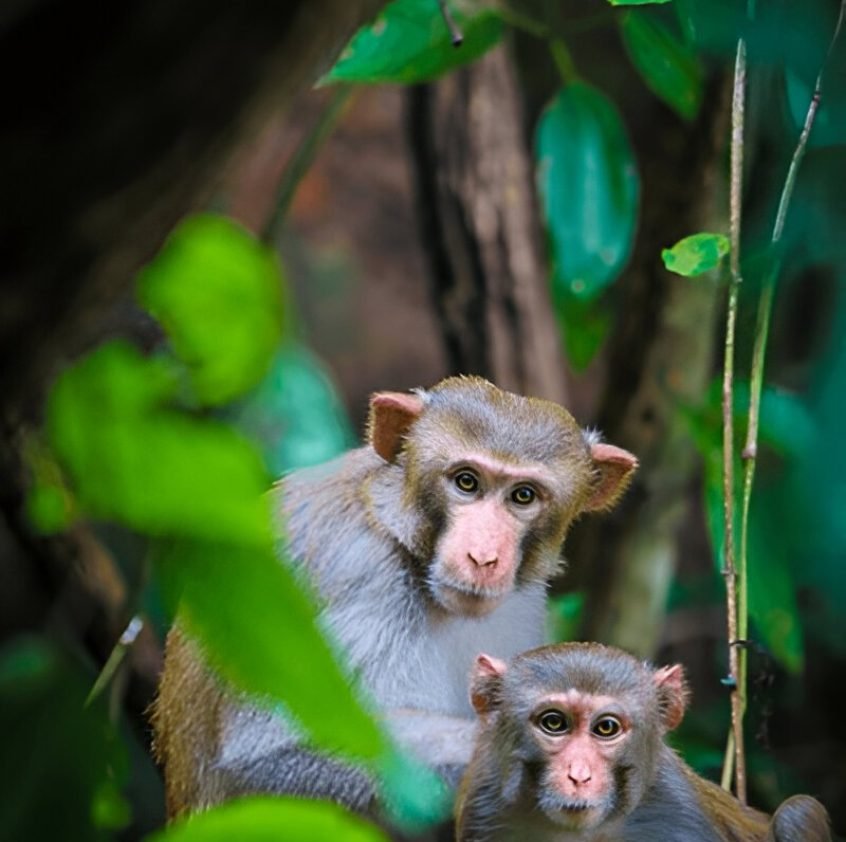 Maredumilli Monkey's